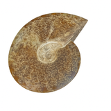 Ammonite Polished
