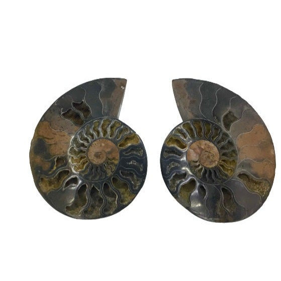 Ammonite Specimen