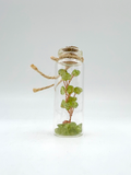 Gemstone Tree in Glass