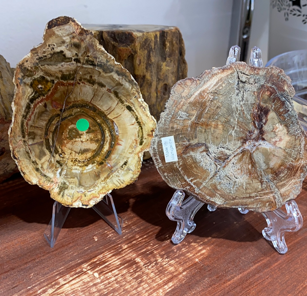 Petrified Wood Slabs