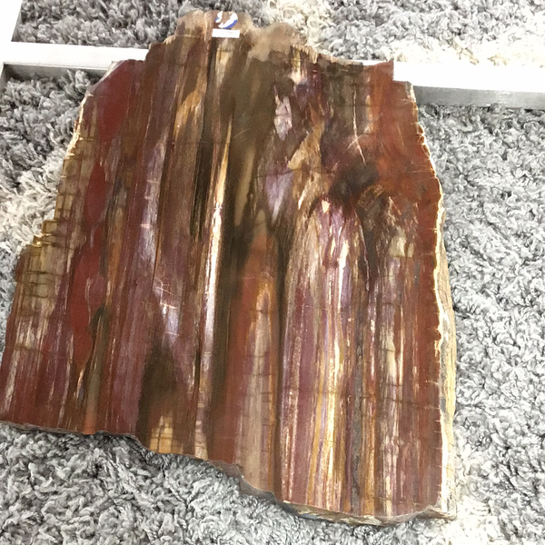 Petrified Wood Slab Extra