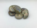 Iridescent Ammonite Small Pieces