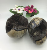 Septarian Dragon Egg
