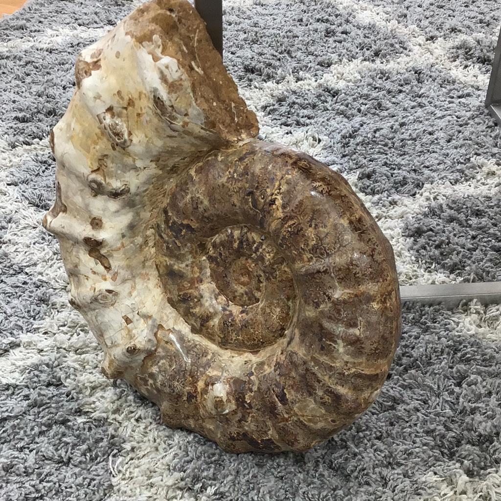 White Ammonite Polished  Large Specimen
