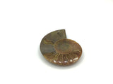 Ammonite Specimen