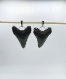 Museum Quality Megalodon Teeth.