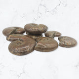 Small Red Ammonite