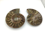 Ammonite Specimen