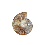 Ammonite Polished
